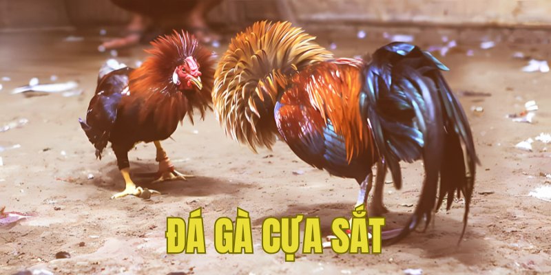 Banner www.thietbisuaoto.com